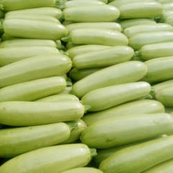 zucchini seeds 100 white zucchini odessa seeds, squash seeds,ukrainian organic seeds sw927