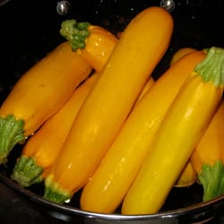 zucchini seeds 100 yellow zucchini zolotinka seeds, squash seeds,ukrainian organic seeds sw953