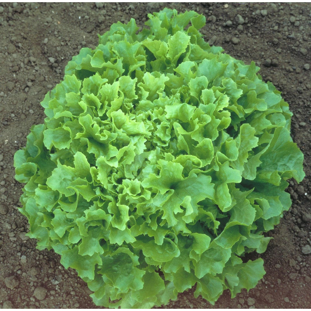 002.Салат Джаз.jpg