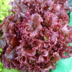 salad seeds, 2500 seeds apache leaf lettuce, ukrainian organic seeds sw925