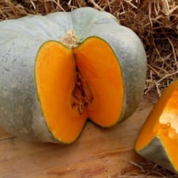pumpkin seeds,, 100 pumpkin volga gray, ukrainian organic seeds sw209