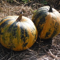 pumpkin seeds,, 100 pumpkin striped, ukrainian organic seeds sw638