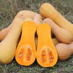 pumpkin seeds,, 100 pumpkin arabatskaya, ukrainian organic seeds sw639