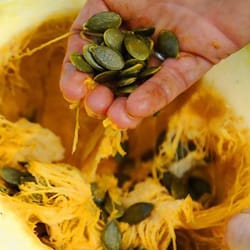 pumpkin seeds,, 100 pumpkin styrian, gymnosperm pumpkin, ukrainian organic seeds sw762