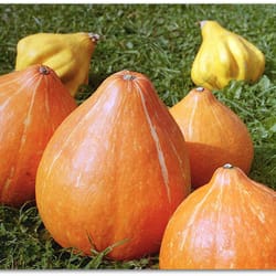 pumpkin seeds,, 100 pumpkin rossiyanka, ukrainian organic seeds sw809
