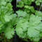 001.Coriander (Cilantro).jpg