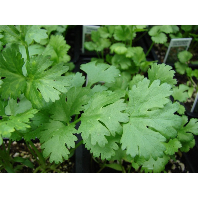 001.Coriander (Cilantro).jpg