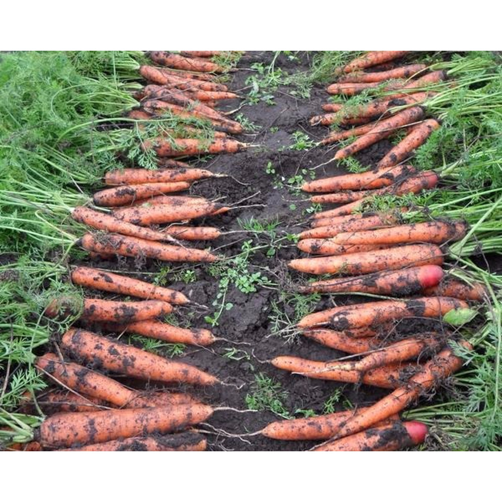 001.Carrot Queen of Autumn2.jpg