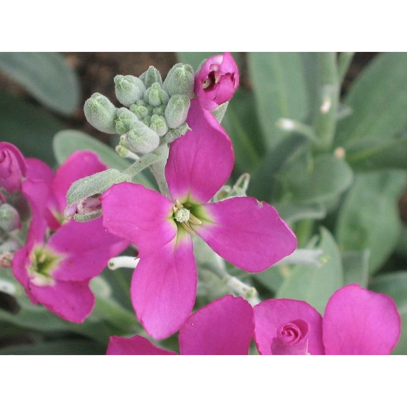1000 Matthiola seeds,evening scent,SW98.jpg
