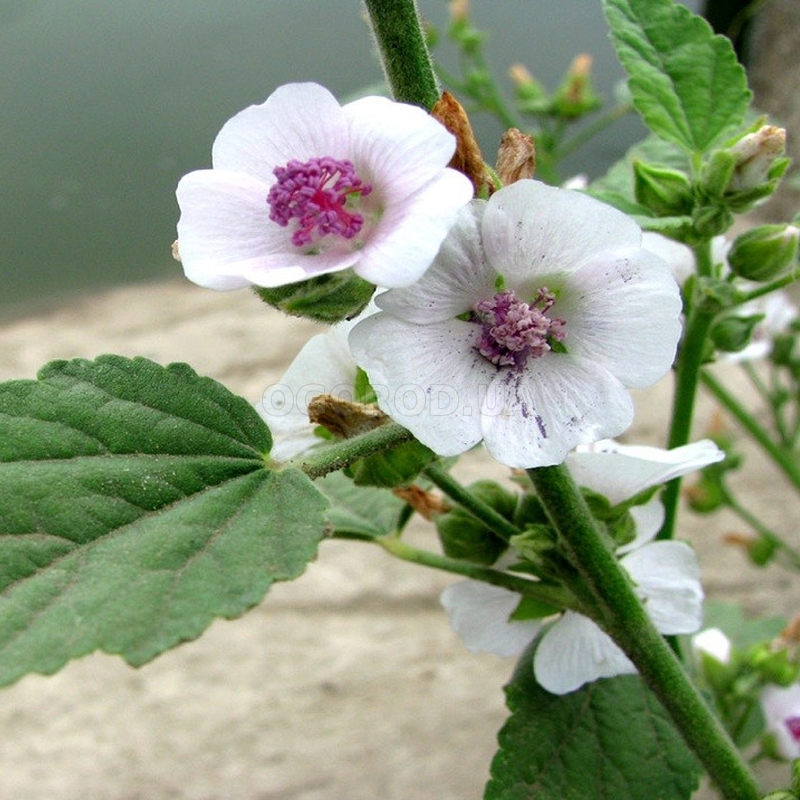 50 ALTHAEA OFFICINALIS,Marshmallow,Medicinal herb, SW140.jpg