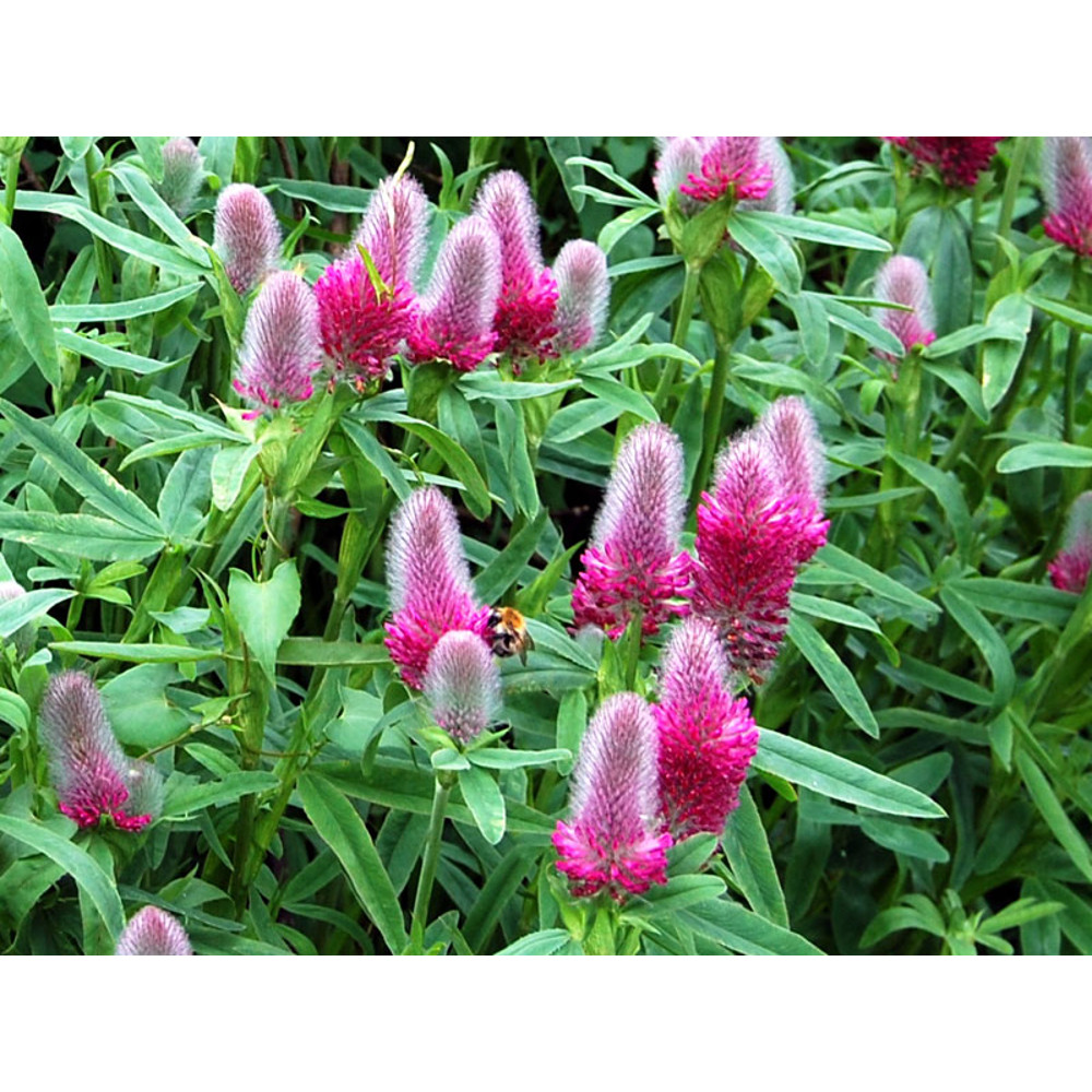 001.trifolium_rubens.jpg