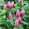 001.trifolium_rubens.jpg