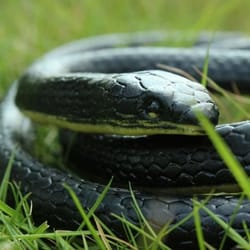 lifelike real scary fake snake, rubber toy for prank, halloween party joke, garden prop
