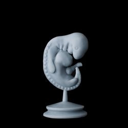 Embryo 4 weeks, 3D print