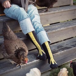 funny chicken leg socks - unisex chicken feet knee-high | perfect christmas & halloween gift