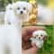 Miniature Maltese Puppy Handmade Crochet Dog Pet Portrait Memorial Gift For Dog Lovers Blythe Doll 4