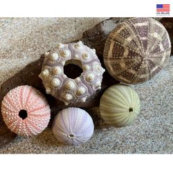 5 sea urchin sampler pack beach wedding favors sea urchins natural sea shell air plant display craft