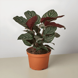 25+ calathea 'ornata' seeds – elegant indoor plant with beautiful striped foliage