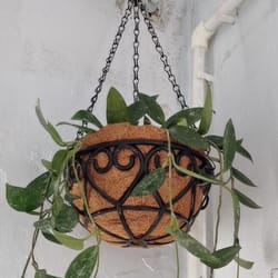 european creative coconut brown round iron chain hanging basket for fleshy green plants, chlorophytum comosum