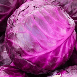 heirloom red acre cabbage seeds, non-gmo fresh garden seeds for your vegetable garden