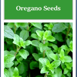 greek oregano seeds, non-gmo heirloom herb seeds for garden