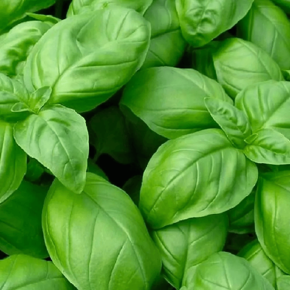 Genovese Basil Seeds NonGMO Heirloom Seeds For Culinary Gardens 1