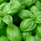 Genovese Basil Seeds NonGMO Heirloom Seeds For Culinary Gardens 1