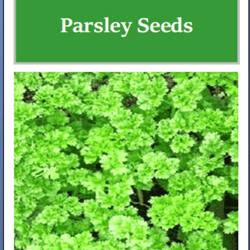 triple curled parsley seeds, heirloom non-gmo, culinary herb garden seeds