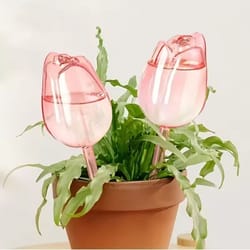 pink tulip self watering plant bulbs for indoor and outdoor pots