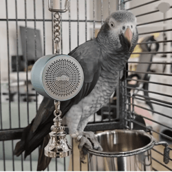 parrot talking coach interactive voice recording toy with bell