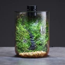 glass plant terrarium with grow light hydroponic moss container micro landscape ecological desktop decoration