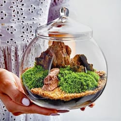 micro landscape moss ball glass vase with lid desktop bonsai decor