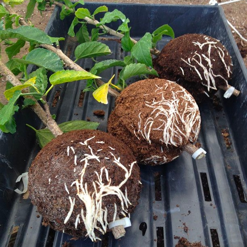 Instant Plant Root Growing Box 2